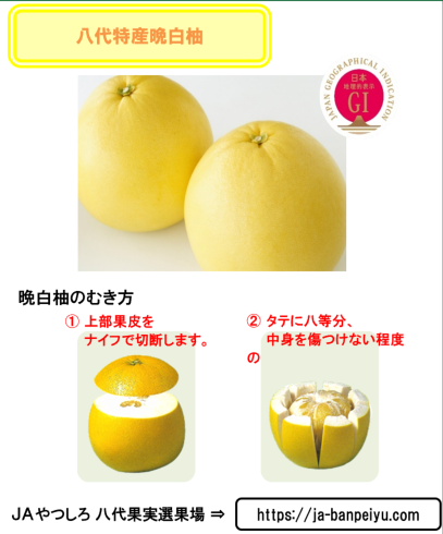 八代地域農業協同組合 （晩白柚） 八代特産晩白柚 / 県南フードバレー